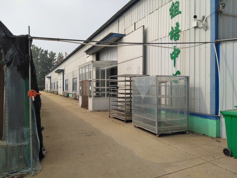 金丝楸，组培金丝楸，耐寒木质好，金黄色，无分叉