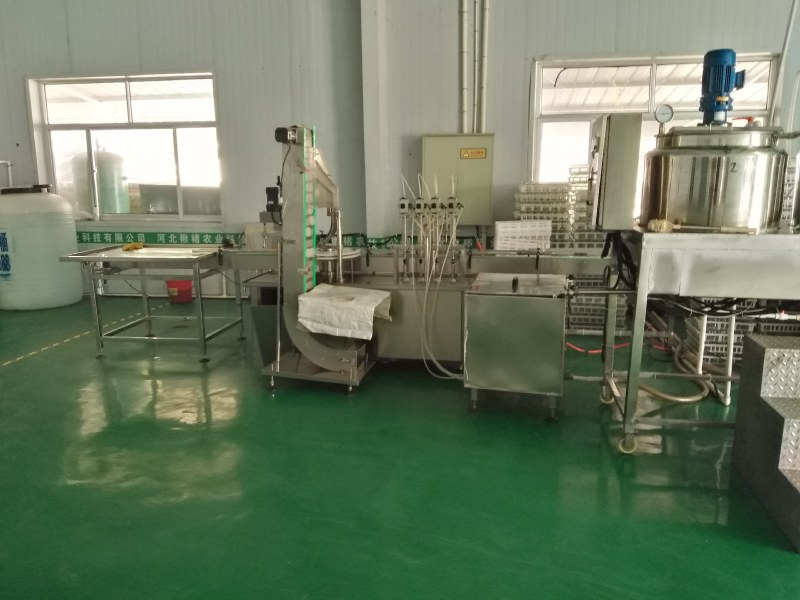 金丝楸，组培金丝楸，耐寒木质好，金黄色，无分叉