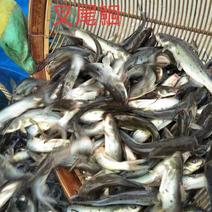 江团鱼苗淡水养殖提供技术送货上门成活率高