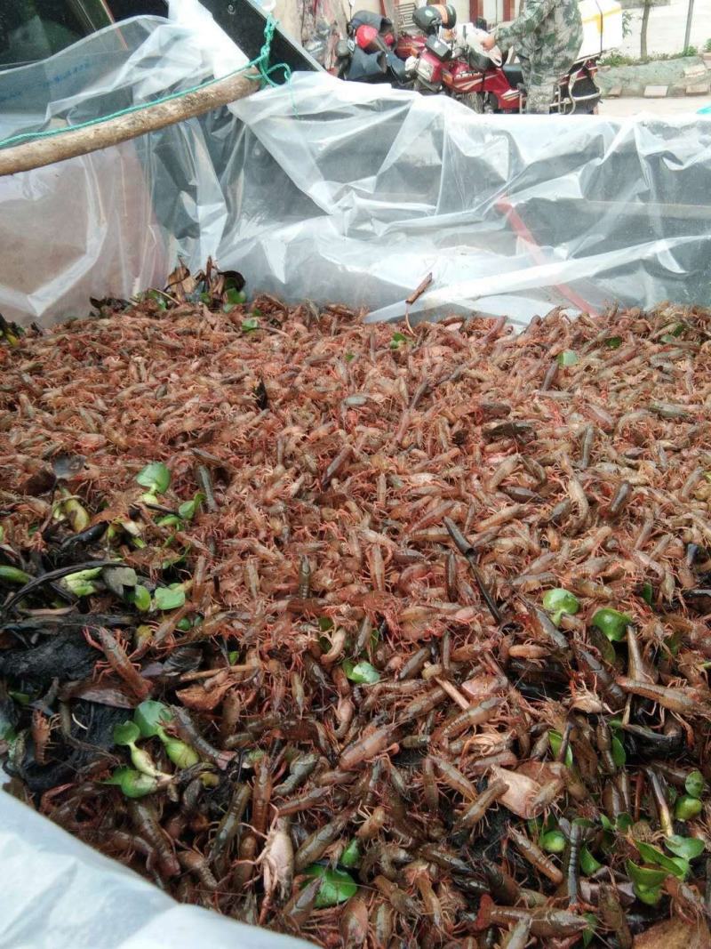 小龙虾苗淡水养殖提供技术成活率高，品种优质有保证