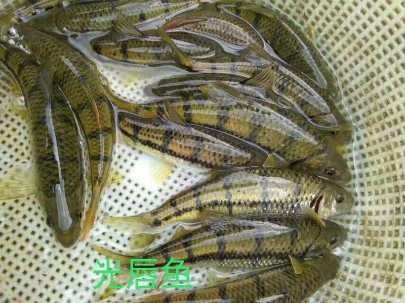 小龙虾苗淡水养殖提供技术成活率高