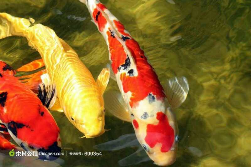 小龙虾苗淡水养殖提供技术成活率高，品种优质有保证