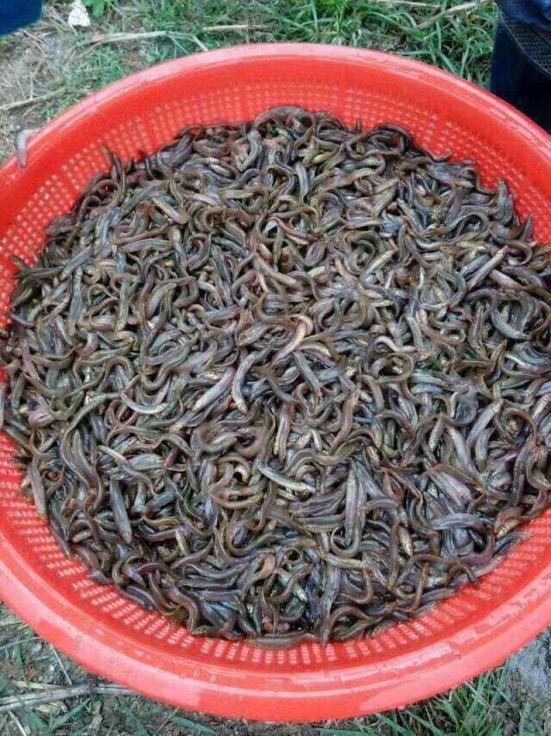 小龙虾苗淡水养殖提供技术成活率高，品种优质有保证