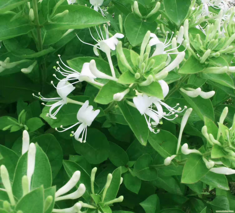 金银花苗，基地直发包存活，南北方种植包技术指导