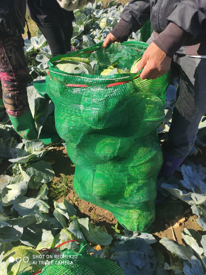 【优质绿包菜】铁头包菜山西产地直销量大从优来电优惠