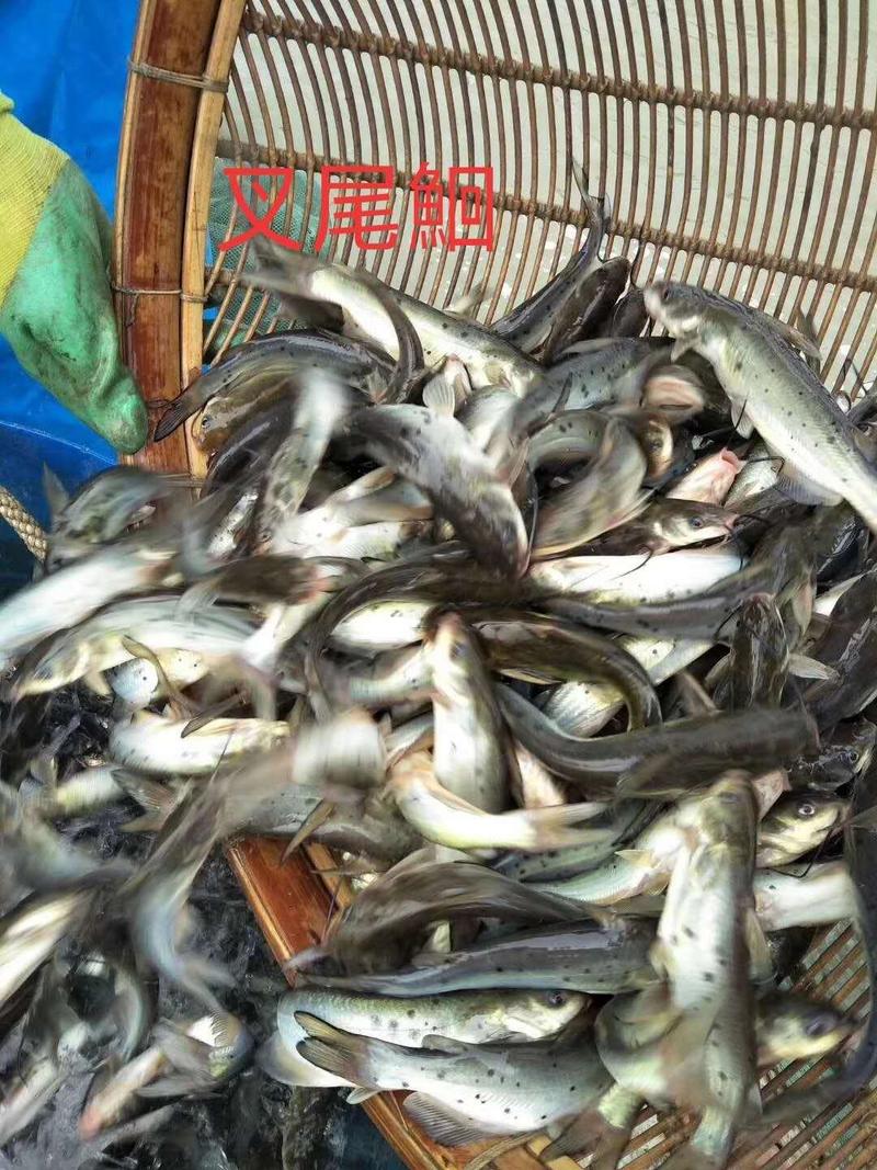 花鲢鱼苗长期出售各类鱼苗品种齐全欢迎云贵川客户选购