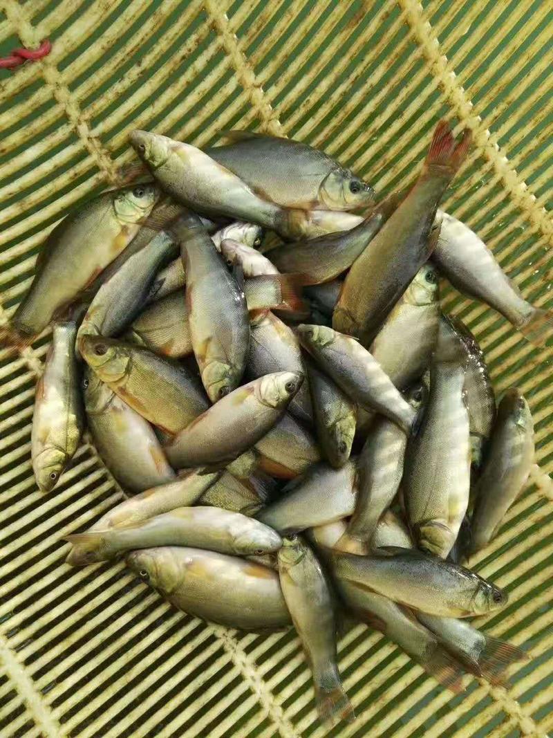 花鲢鱼苗长期出售各类鱼苗品种齐全欢迎云贵川客户选购