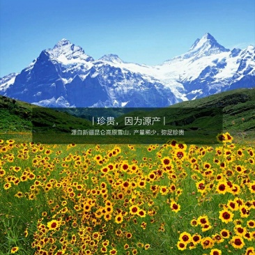 新疆特产海波3200米高原昆仑山雪菊花茶