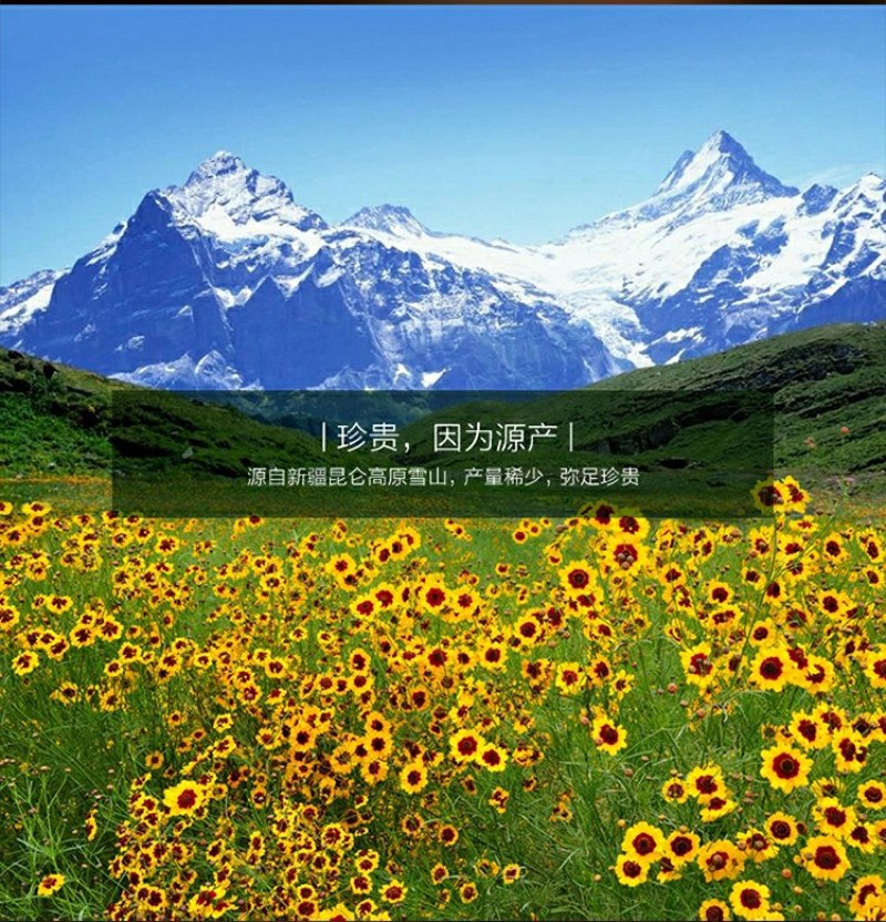 新疆特产海波3200米高原昆仑山雪菊花茶