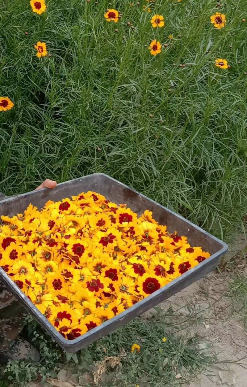 新疆特产海波3200米高原昆仑山雪菊花茶