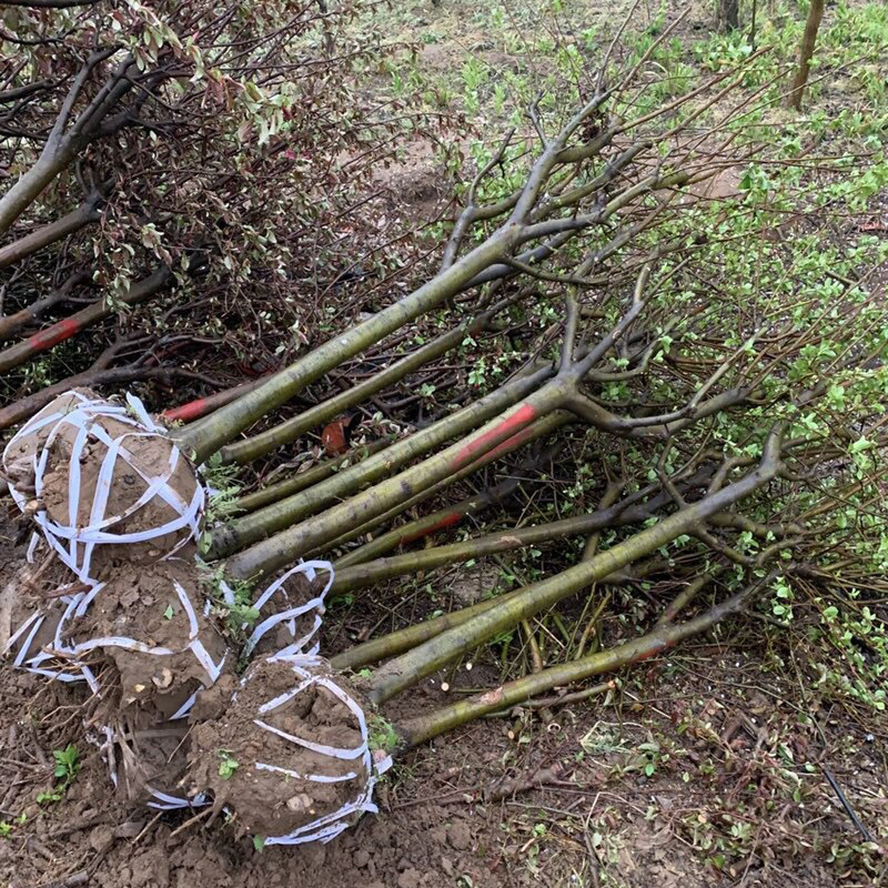 海棠树苗，基地直发南北方种植放心苗包技术指导