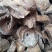 魔芋干，魔芋片无硫干品，质量保证！欢迎咨询选购
