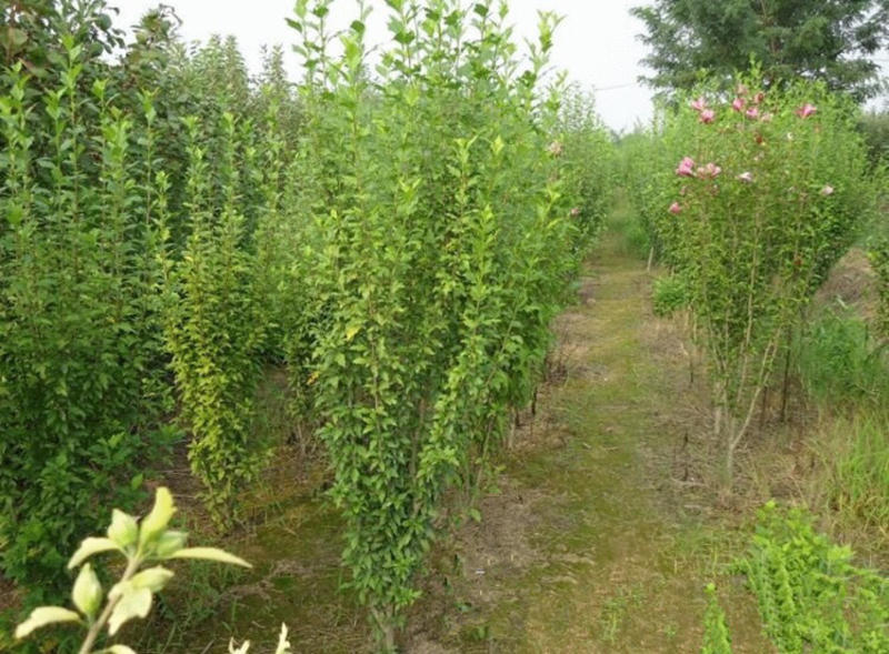精品木槿花苗，基地直发南北方种植，包技术指导