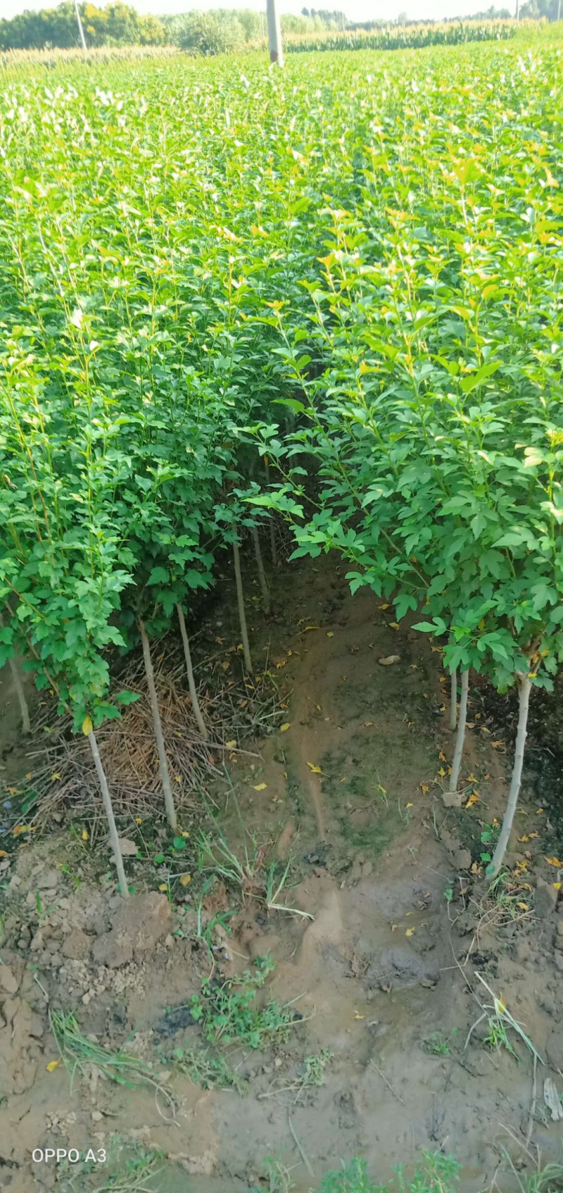 精品木槿花苗，基地直发南北方种植，包技术指导