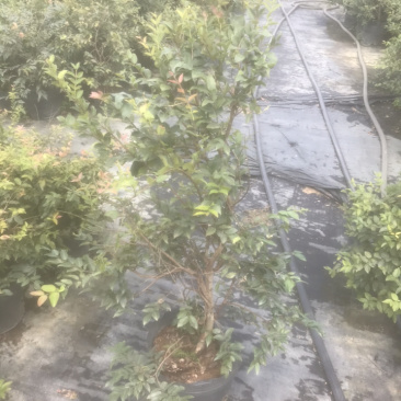 沙巴嘉宝果树苗2公分直径60-90高