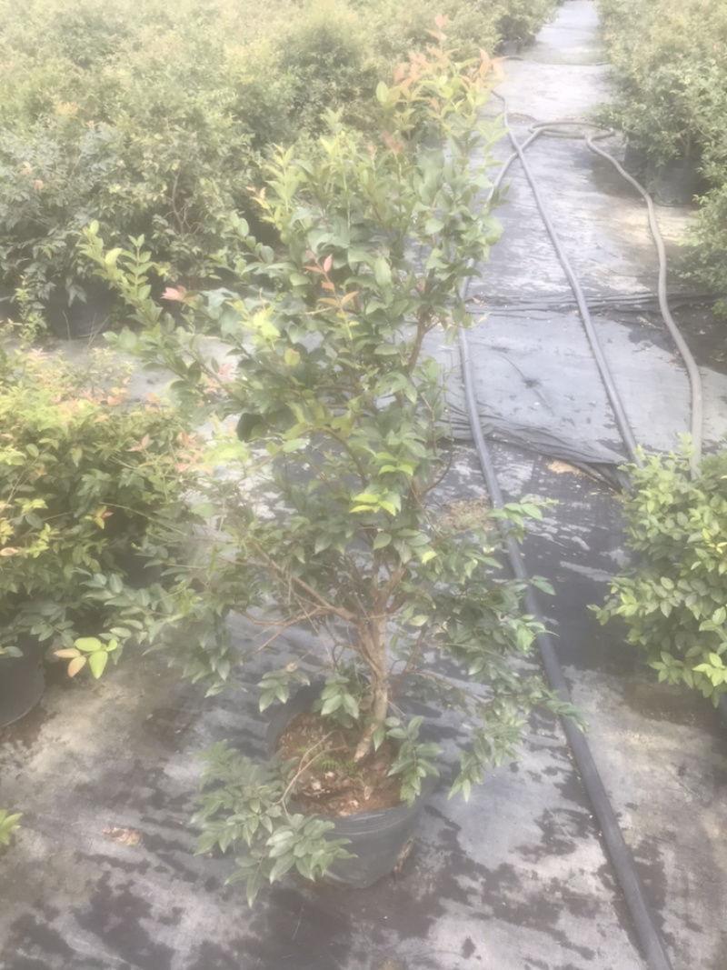 沙巴嘉宝果树苗2公分直径60-90高