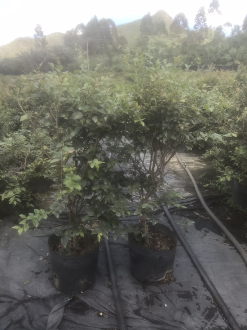 沙巴嘉宝果树苗2公分直径60-90高