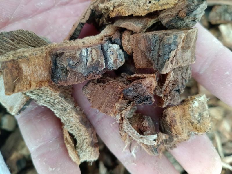榆树皮，榆白皮干净无杂质量保证，量大从优！
