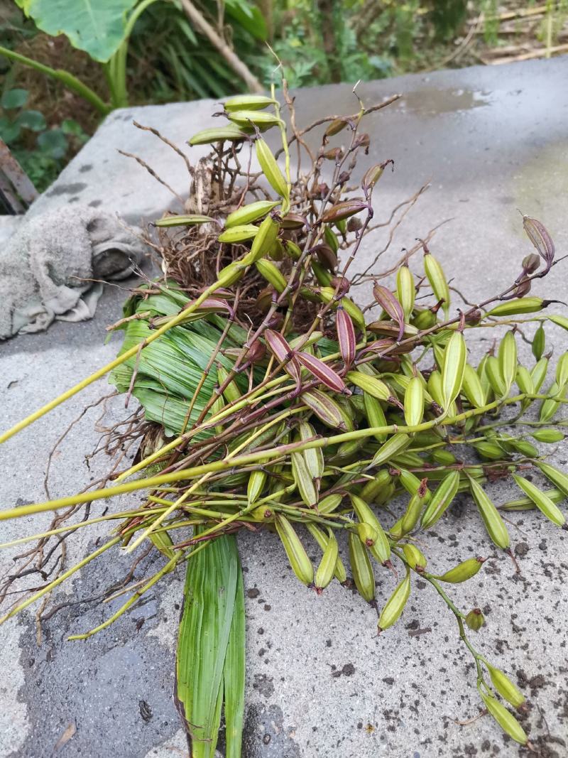 白芨块茎，苗，产地供货，欢迎光临。
