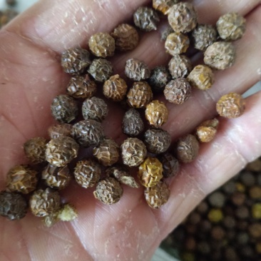 梧桐子，梧桐果新货干净无杂质量保证量大从优！