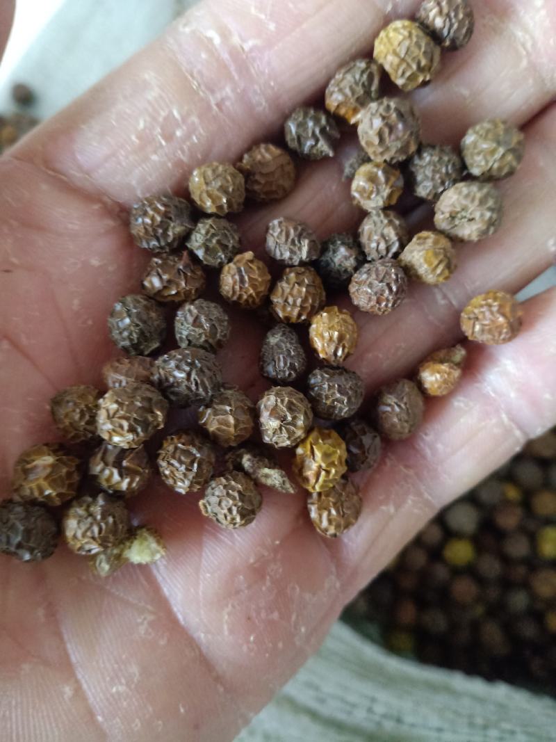梧桐子，梧桐果新货干净无杂质量保证量大从优！