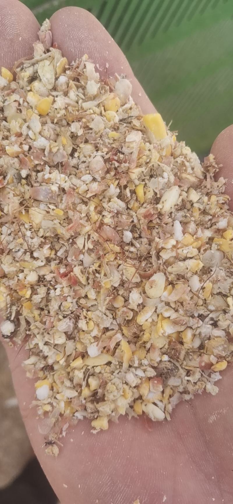 发酵碎玉米，水分30—40