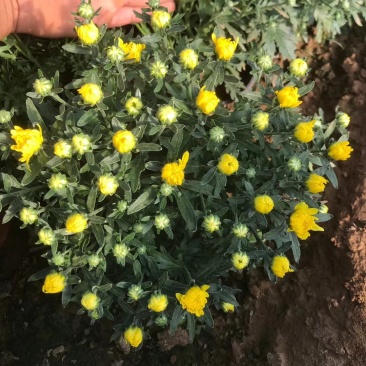 青州菊花苗，国庆菊，千头菊，球菊等大量有货，基地直销