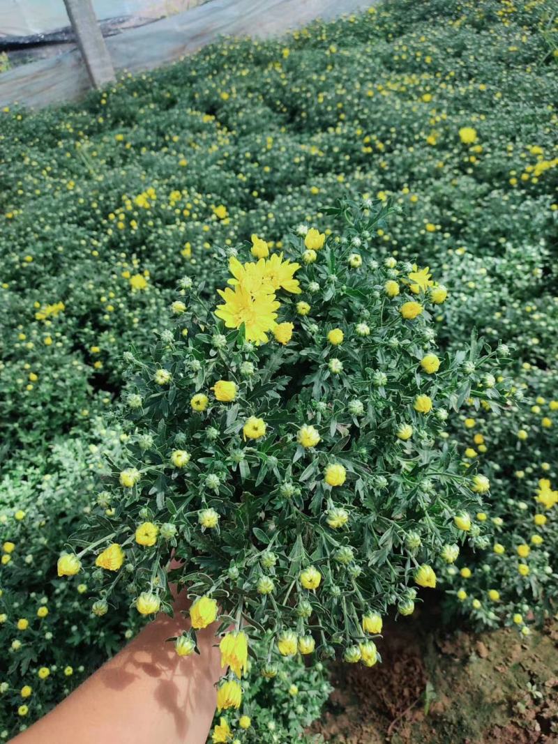 青州菊花苗，国庆菊，千头菊，球菊等大量有货，基地直销