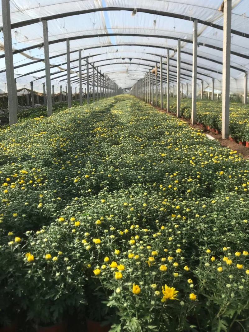 青州菊花苗，国庆菊，千头菊，球菊等大量有货，基地直销