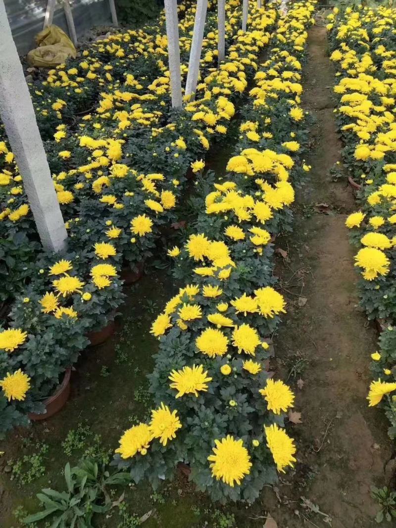 青州菊花苗，国庆菊，千头菊，球菊等大量有货，基地直销