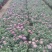 青州菊花苗，国庆菊，千头菊，球菊等大量有货，基地直销
