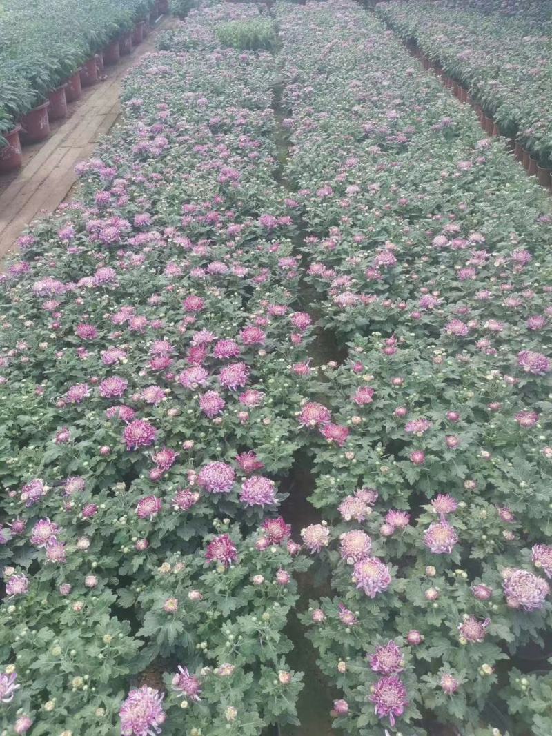 青州菊花苗，国庆菊，千头菊，球菊等大量有货，基地直销