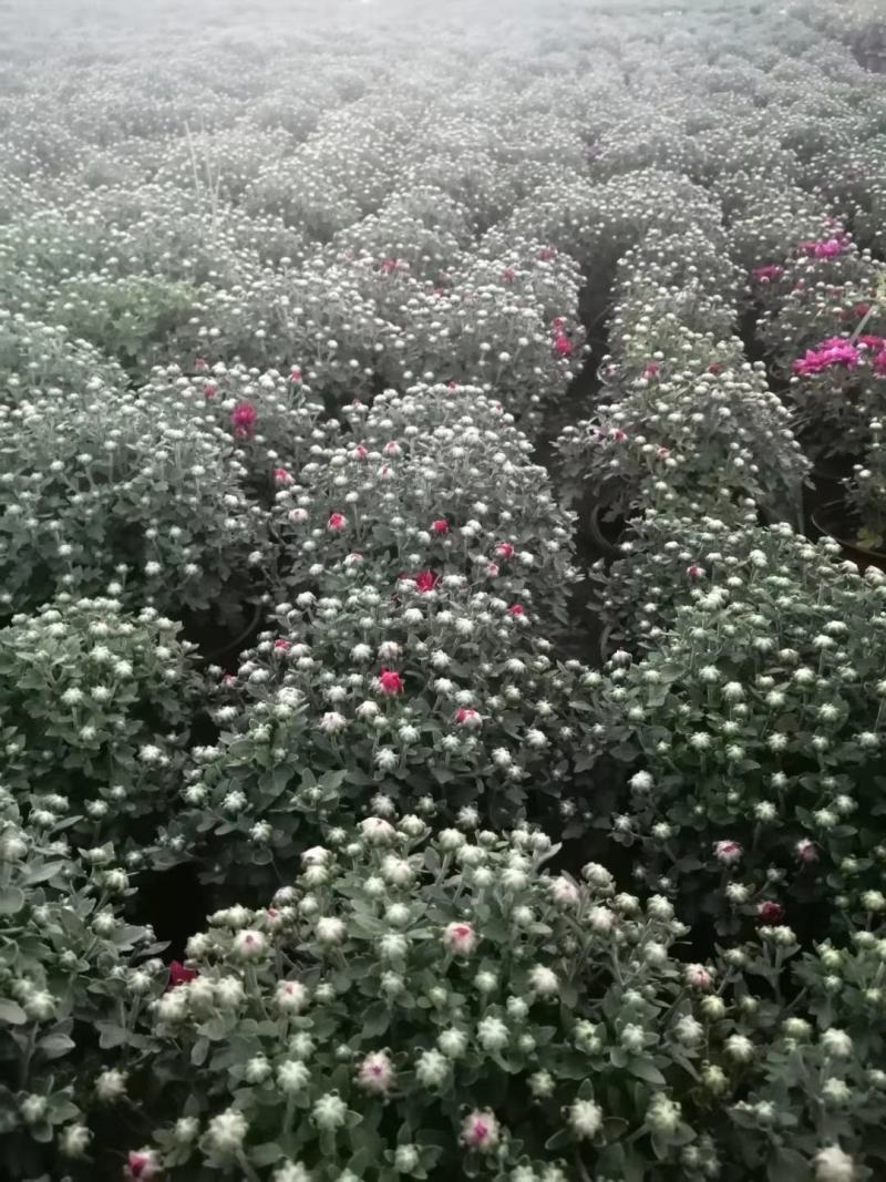 青州菊花苗，国庆菊，千头菊，球菊等大量有货，基地直销