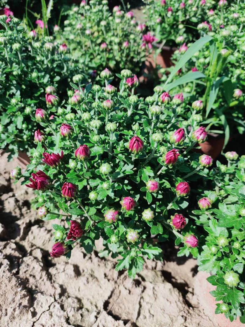 青州菊花苗，国庆菊，千头菊，球菊等大量有货，基地直销