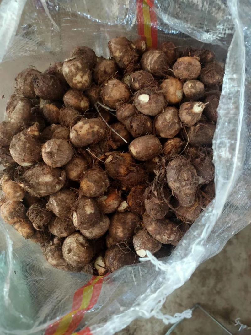 【精选】芋头大量上市，产地直发，价格便宜，保证质量