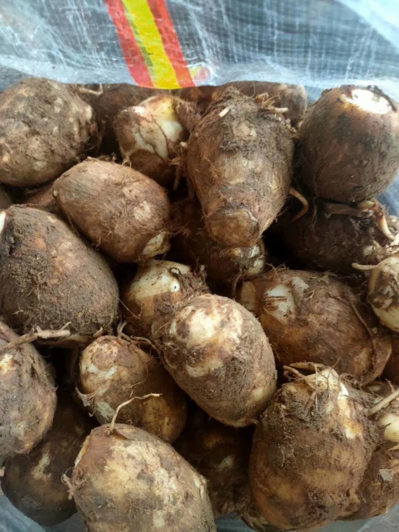 【精选】芋头大量上市，产地直发，价格便宜，保证质量