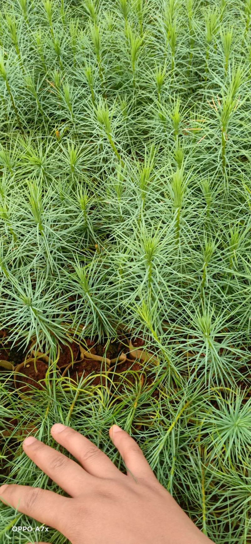 华山松，华山松种苗，荒山造林苗，证件齐全