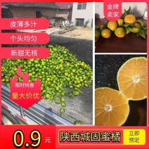 【蜜橘实力供货】特早蜜橘陕西基地供货规格齐全欢迎来电