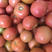 大棚西红柿，1.5毛一斤大量出售