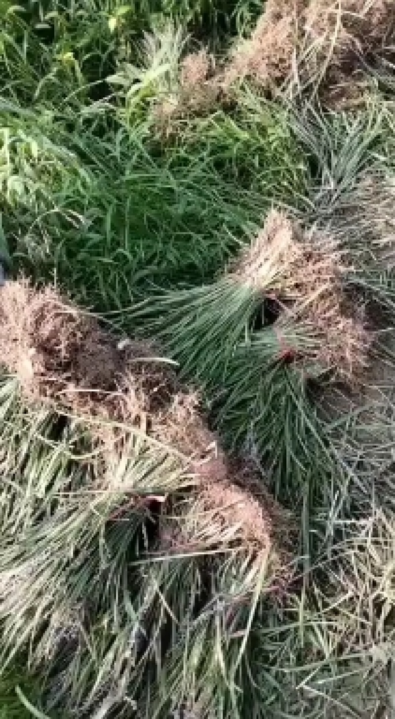 麦冬草绿化园林工程用苗代办中叶细叶麦冬苗麦冬草大量现货
