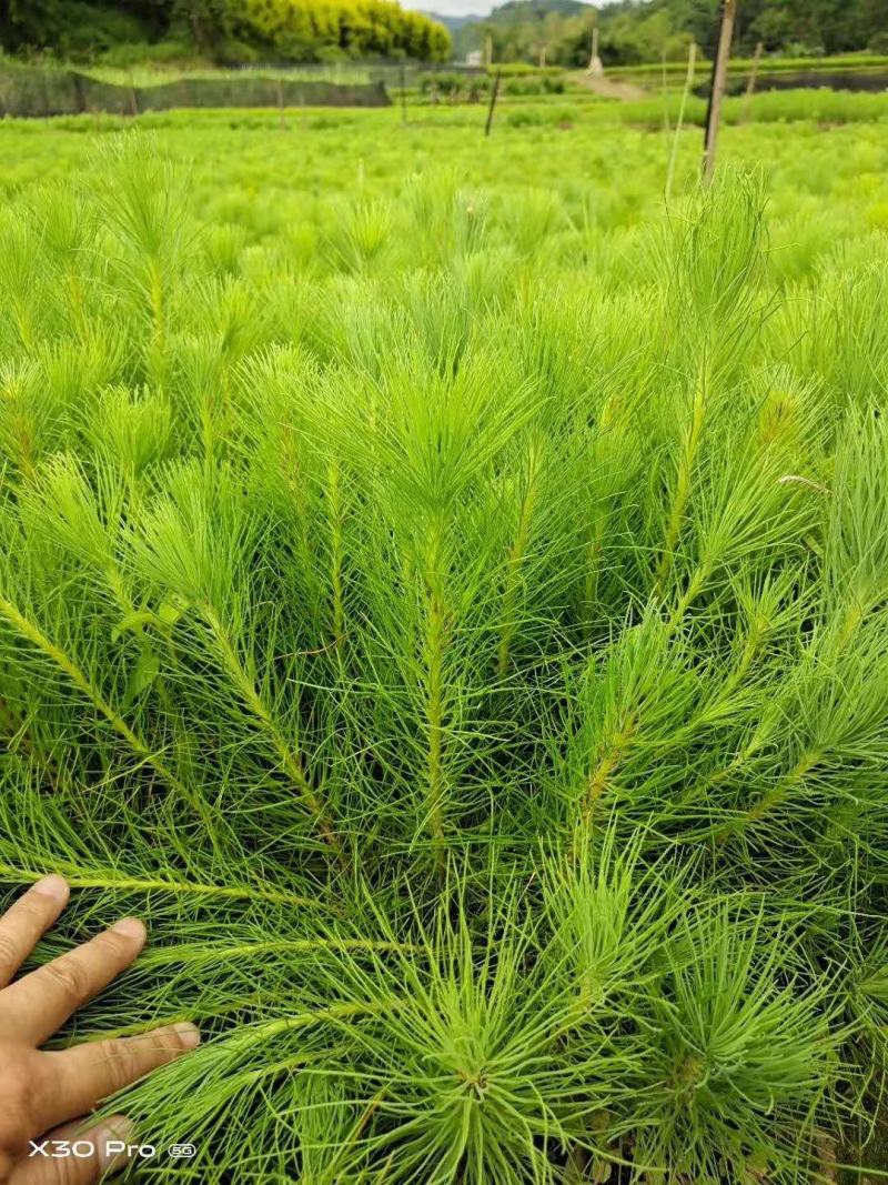 云南松，云南松种苗，荒山造林苗，证件齐全