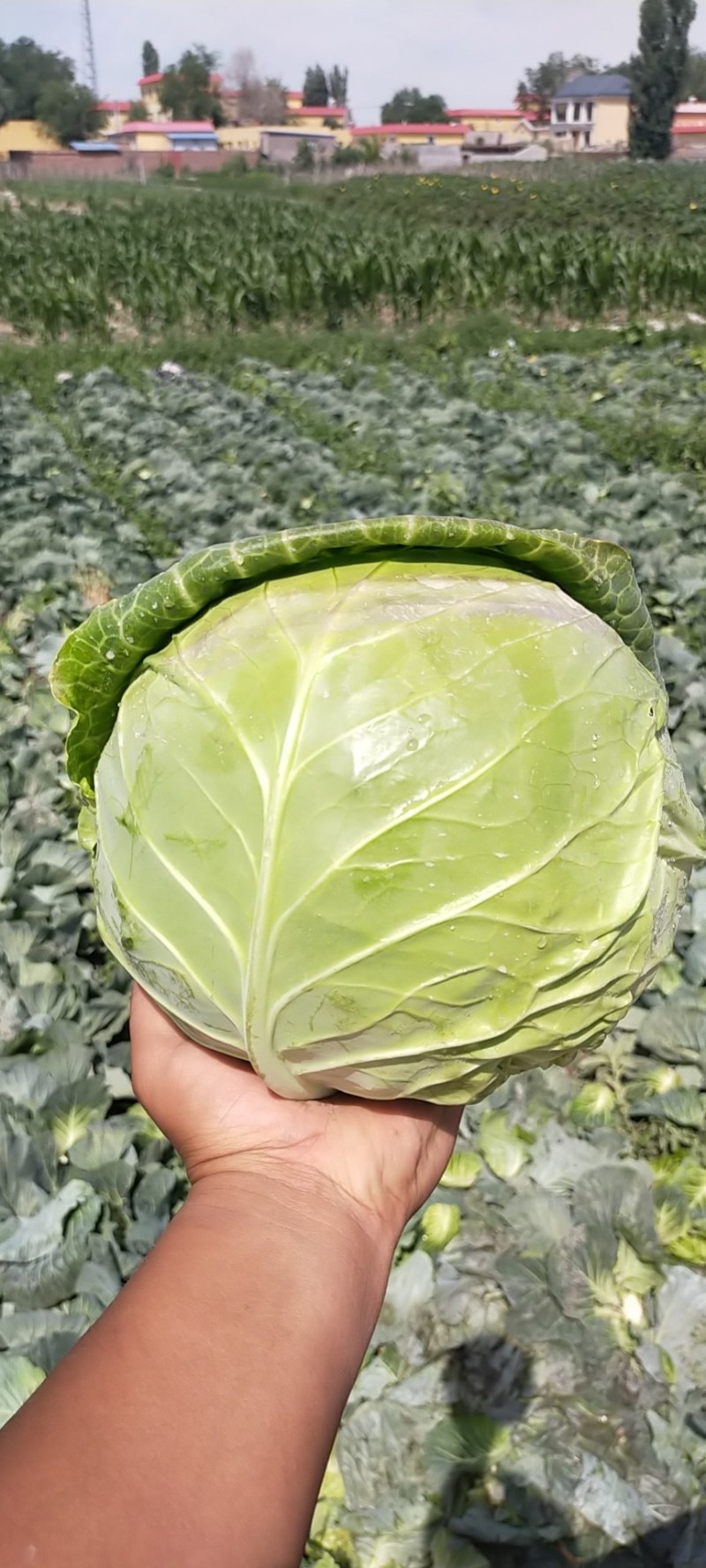 精品甘蓝，全滴管，保质保量，