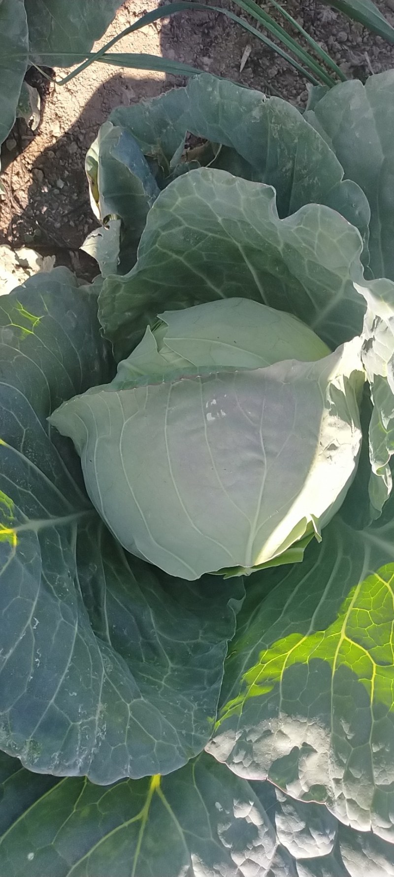 精品甘蓝，全滴管，保质保量，