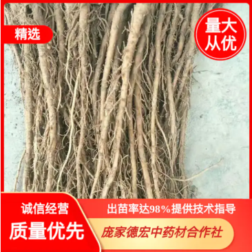 出售羌活苗，自产自销保质保量，提供技术指导，可视频看货