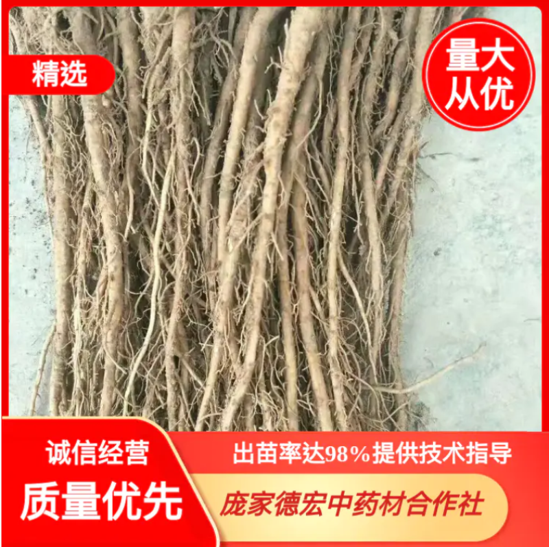 出售羌活苗，自产自销保质保量，提供技术指导，可视频看货