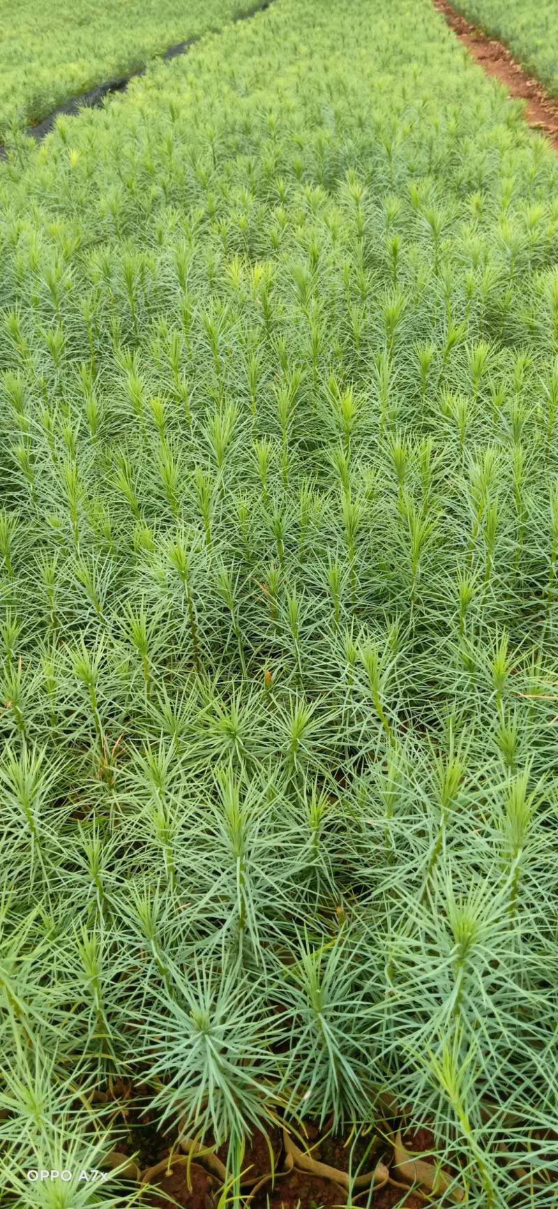 湿地松，荒山造林苗，松树苗，种苗，证件齐全