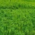 湿地松，荒山造林苗，松树苗，种苗，证件齐全