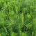 湿地松，荒山造林苗，松树苗，种苗，证件齐全
