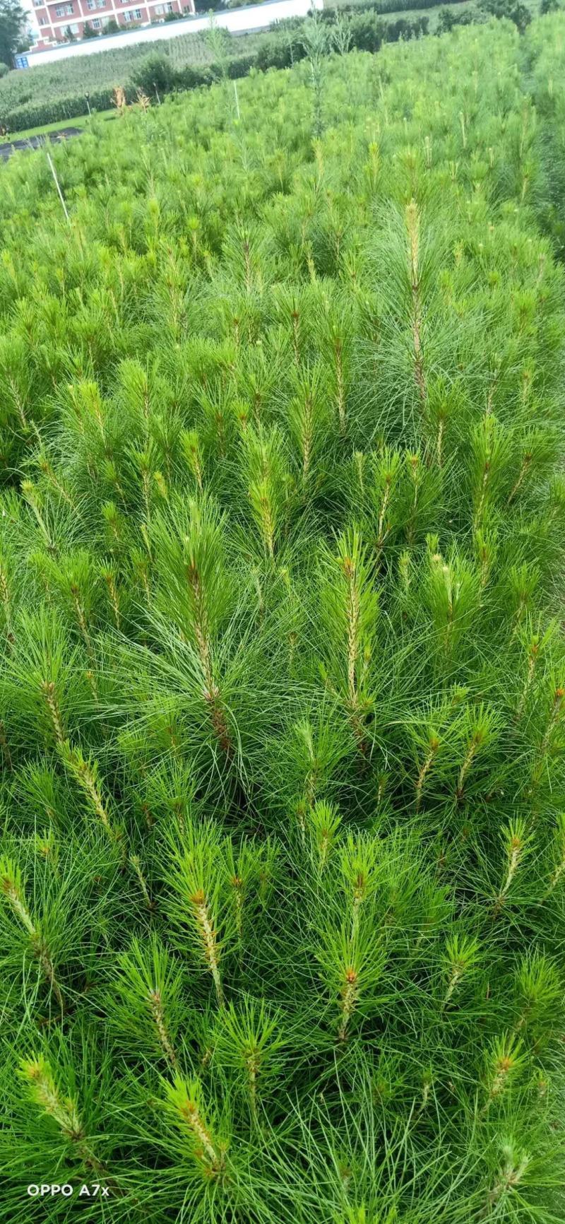 湿地松，荒山造林苗，松树苗，种苗，证件齐全