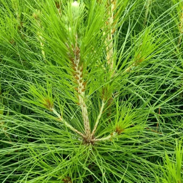 湿地松，荒山造林苗，松树苗，种苗，证件齐全